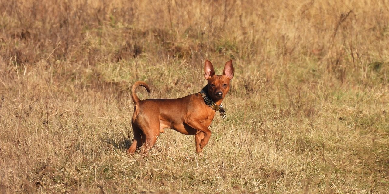 Cinque consigli per la cura di un pinscher nano