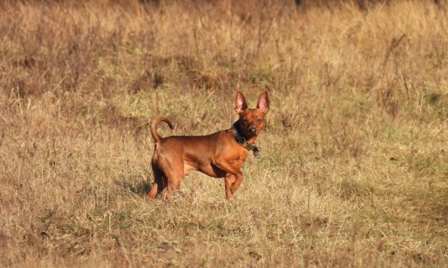 Cinque consigli per la cura di un pinscher nano