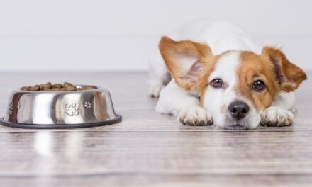 Consigli per l’alimentazione del tuo cane