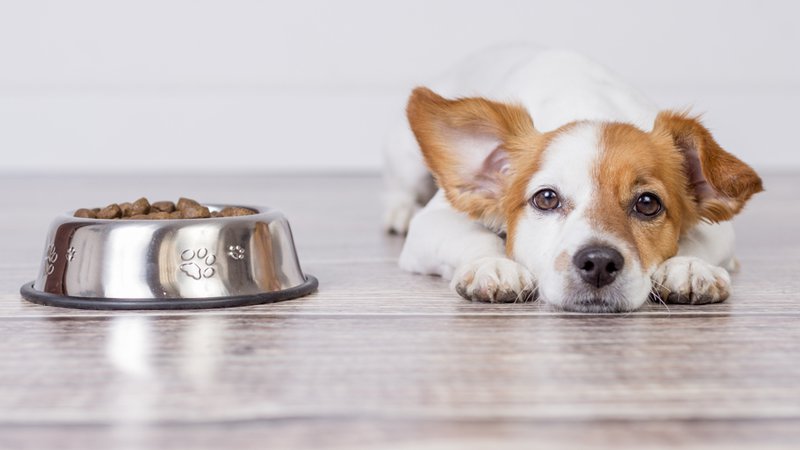 Consigli per l’alimentazione del tuo cane