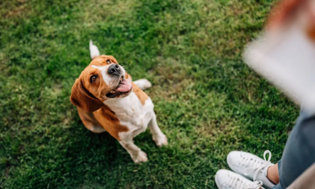 Come iniziare ad addestrare un cane