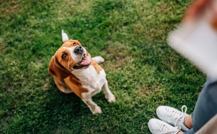 Come iniziare ad addestrare un cane